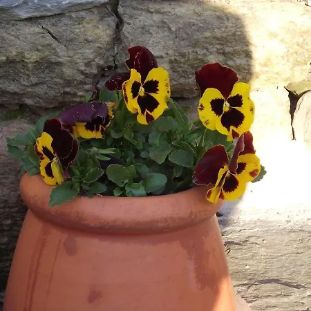 Charming House Terrace Semesterbostad Amarante