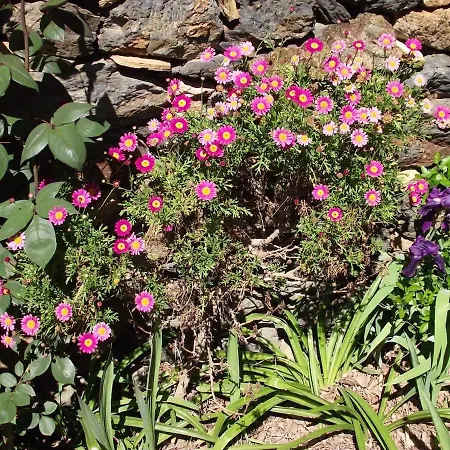 Semesterbostad Charming House Terrace *