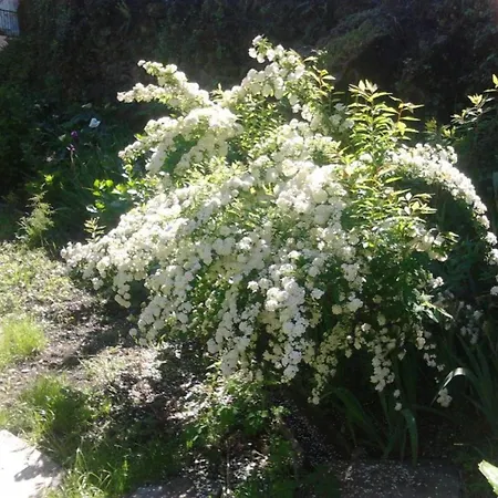 Charming House Terrace Casa de Férias Amarante